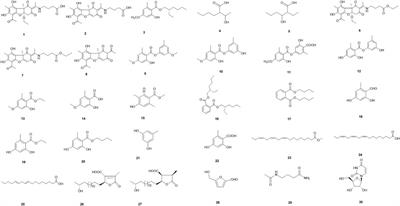 Phytochemical composition, antimicrobial activities, and cholinesterase inhibitory properties of the lichen Usnea diffracta Vain